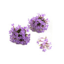 Mini Verbena 5g/ask 06430053060807